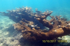 25507824_1039591366197033_4063459690123067713_n